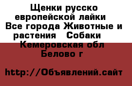 Щенки русско европейской лайки - Все города Животные и растения » Собаки   . Кемеровская обл.,Белово г.